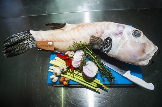 Chuyên cung cấp cá thỏ