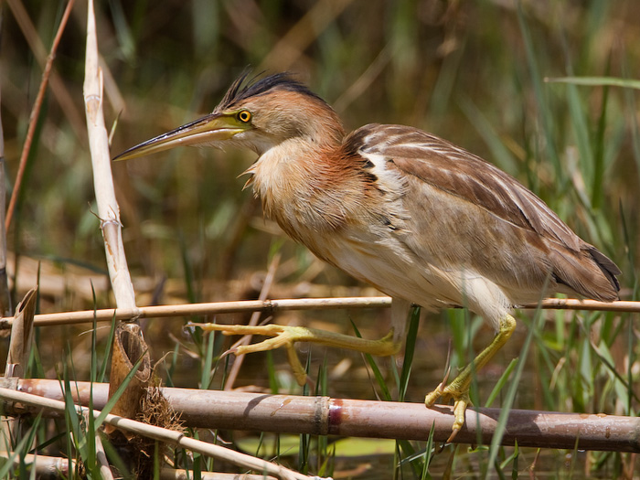 Đặc sản chim đồng